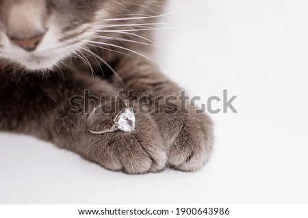White gold ring with a precious stone on the paws of a gray cat on a white background Royalty-Free Stock Photo #1900643986