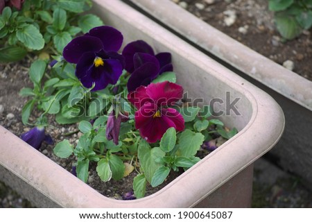 Pansy flowers planted in the garden

