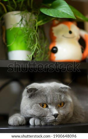 Scottish fold, british short hair cat, kitten