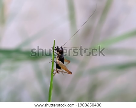 Xenogryllus marmoratus Insect on leaf in indian village garden image garden insect 