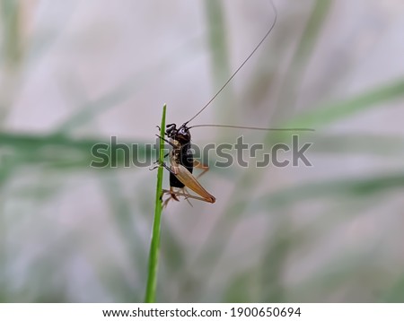 Xenogryllus marmoratus Insect on leaf in indian village garden image garden insect 