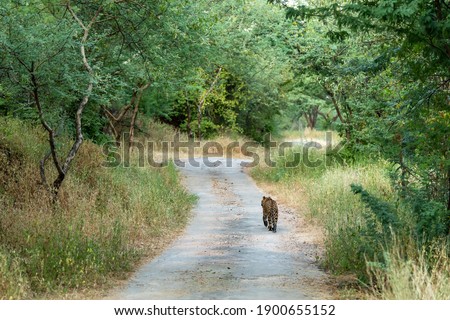 Indian wild male leopard or panther walking on a jungle track in natural green background during monsoon season wildlife safari at forest of central india - panthera pardus fusca