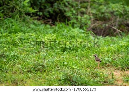 red wattled lapwing chick or Vanellus indicus in green grass during monsoon season at wetland of keoladeo national park or bharatpur bird sanctuary rajasthan india