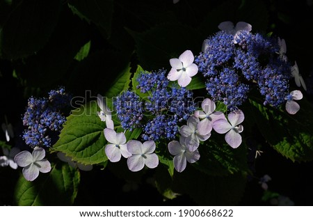 Sun's rays illuminate several inflorescences of Hydrangea serrata, consisting of light large flowers and small blue ones. Dark, highly blurred background. Top view. Bokeh. Diagonal composition.
