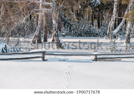 traces of animals in the snow in the winter forest, horizontal picture