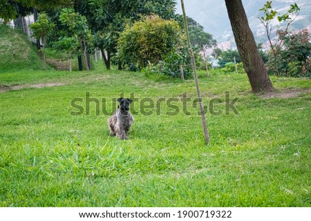 A Schnauzer, Small Gray Dog Walking Through a Grassy Park
