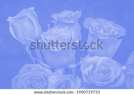 bouquet of beautiful roses with blue tinting