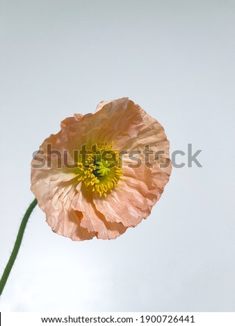 a poppy flower in peach tones.