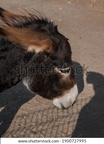 Donkey's head is a vertical picture, a donkey with its head down.
