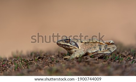 Agile frog (Rana dalmatina) in nature