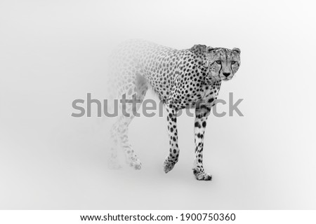 Cheetah is the worlds fastest land animal Royalty-Free Stock Photo #1900750360