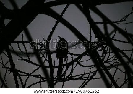 Beautiful picture of Tree branches and bird in between. Selective Focus On Subject