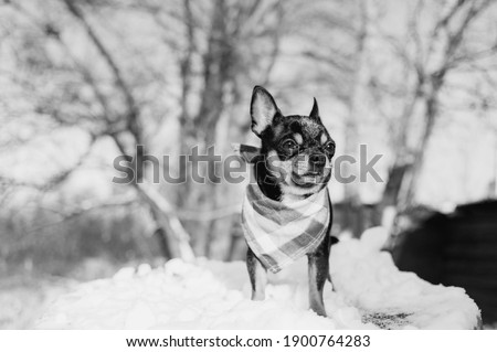 dog in the winter. Chihuahua. Dog on a walk in the winter. A lot of snow and a dog. Winter concept