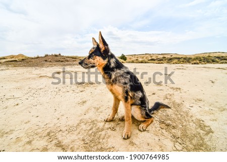 dog on the beach, photo as a background, digital image