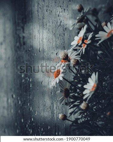 Daisies looking at bad weather