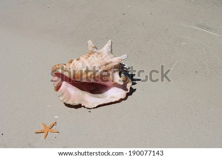 Conch shell on sand beach with sea waves stock photo, stock, photograph, image, picture 
