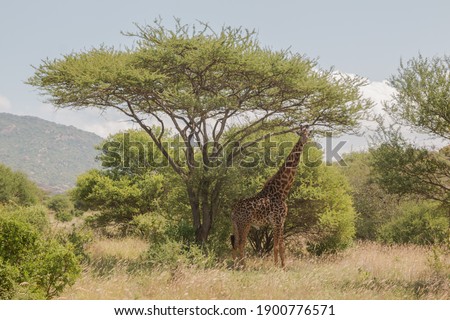 giraffe searching shade under acacia tree