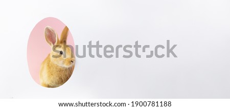 red-haired Easter cute fluffy bunny peeks out  the silhouette an egg on pastel pink background. Easter bunny for  religious holiday of spring Easter. Greeting card, close-up, Minimalism. Photo banner