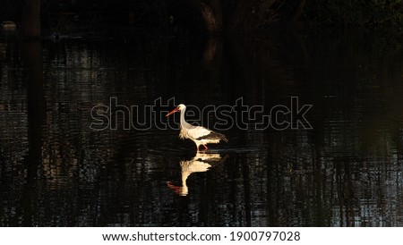Photo of common stork searching for food in the depths of the Guadiana river in Badajoz, Spain.