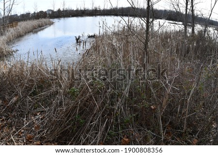 Cattail reeds along a lakeshore. Picture taken in O’Fallon, Missouri in January.