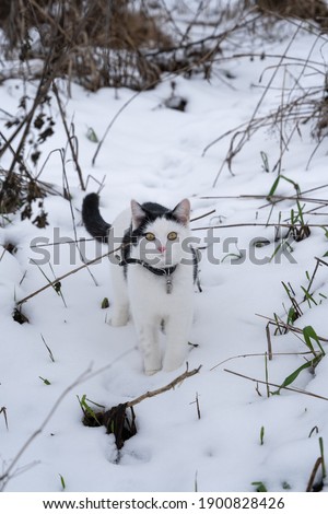 A cute black and white cat looking astonished to the camera on a snowy scene outdoors
