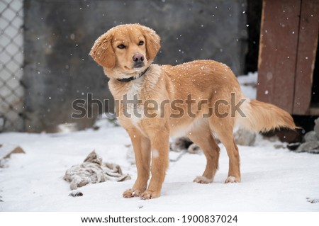 Cute golden in the snow