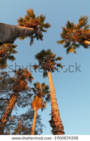 Picture of palm trees taked in Barcelona during golden hour