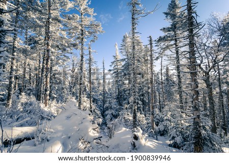 Winter wonderland mountains and snow
