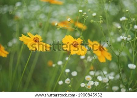 Bright yellow flowers in daisies and grass. Nature and beauty