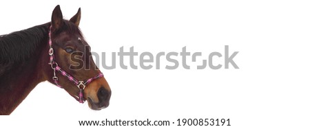funny portrait of a horse isolated on a white background in panoramic size, space for text, copyspace