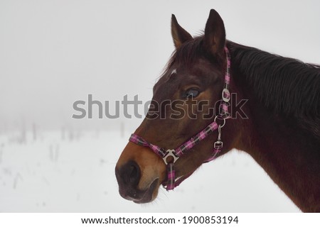 horizontal portrait of a beautiful horse in winter.