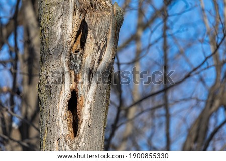 Eastern screech owl in a cavity in a tree  in deep mid winter with snow all around, Montreal, Quebec, Canada. 