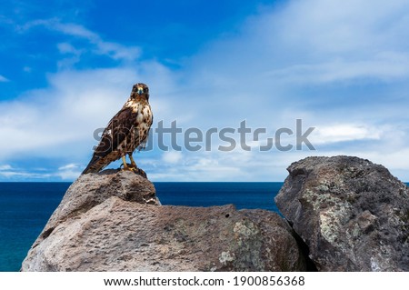 A majestic Galápagos hawk, perched on a rock and looking straight at you. This is a perfect background picture with space for text or other content.