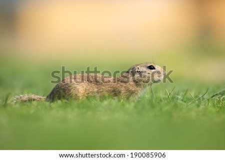 European ground squirrel