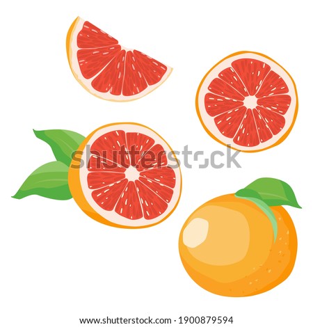 Set of grapefruit sisolated on white background, Vector illustration. Royalty-Free Stock Photo #1900879594