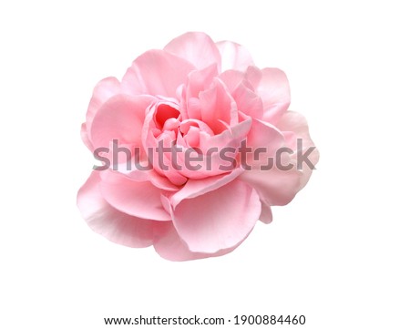 Stack Carnation flowers on white background Royalty-Free Stock Photo #1900884460