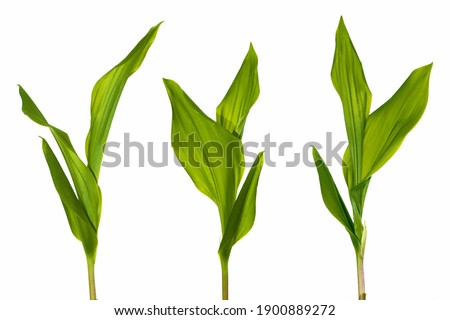 Floral leaves. Lily of the valley flower on white background. nature Royalty-Free Stock Photo #1900889272