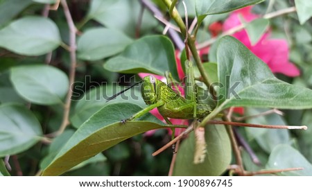 A grasshopper is eating the green leaves of a flower in the garden