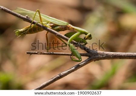 Mantodea , Hierodula patellifera , A green praying mantis perched on a branch in nature against a blurred background.