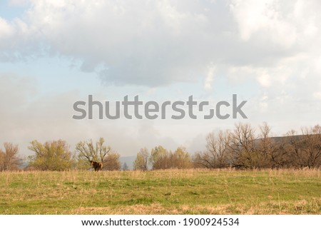 Spring landscape. Red horse in field in spring cloudy sunny day.
