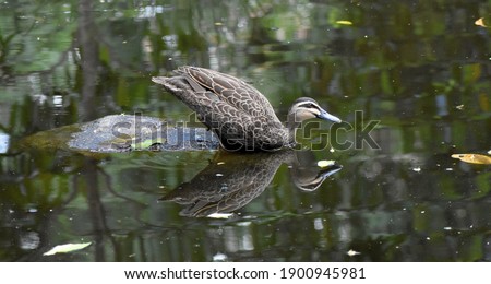 wild duck in a pond