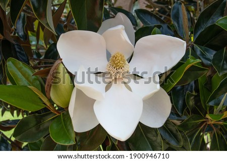 Beautiful little gem magnolia flower  Royalty-Free Stock Photo #1900946710
