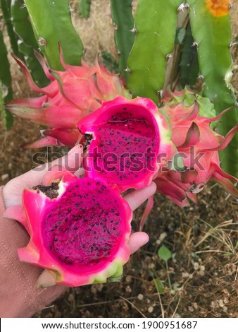 Dragon fruit grows on the Hylocereus cactus, also known as the Honolulu queen, whose flowers only open at night.