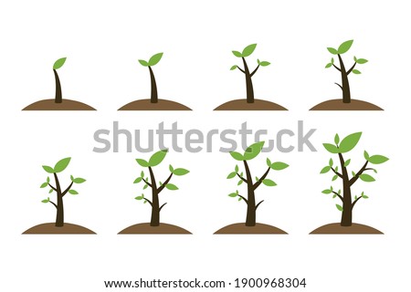Growing tree seed with green leafs. Young sprouts rising from good fertilised soil. Growth stages. Modern flat style thin line vector illustration isolated on white background Royalty-Free Stock Photo #1900968304
