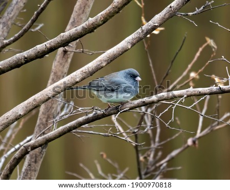 Dark-eyed junco perching on a branch Royalty-Free Stock Photo #1900970818