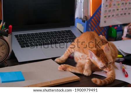 Orange cat  sitting on the desk with  laptop , alarm clock , note and stationery .