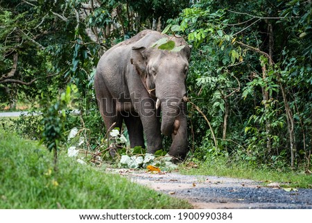 Wild elephants are taking a happy walk at Khao Yai National Park in Thailand.