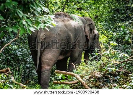 Wild elephants are taking a happy walk at Khao Yai National Park in Thailand.