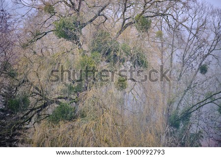 Close view on the old trees of the island with huge mistletoe balls