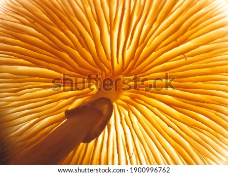 Close up beautiful picture of a mushroom taken from below in a tree. Background texture. Macro Photography View.